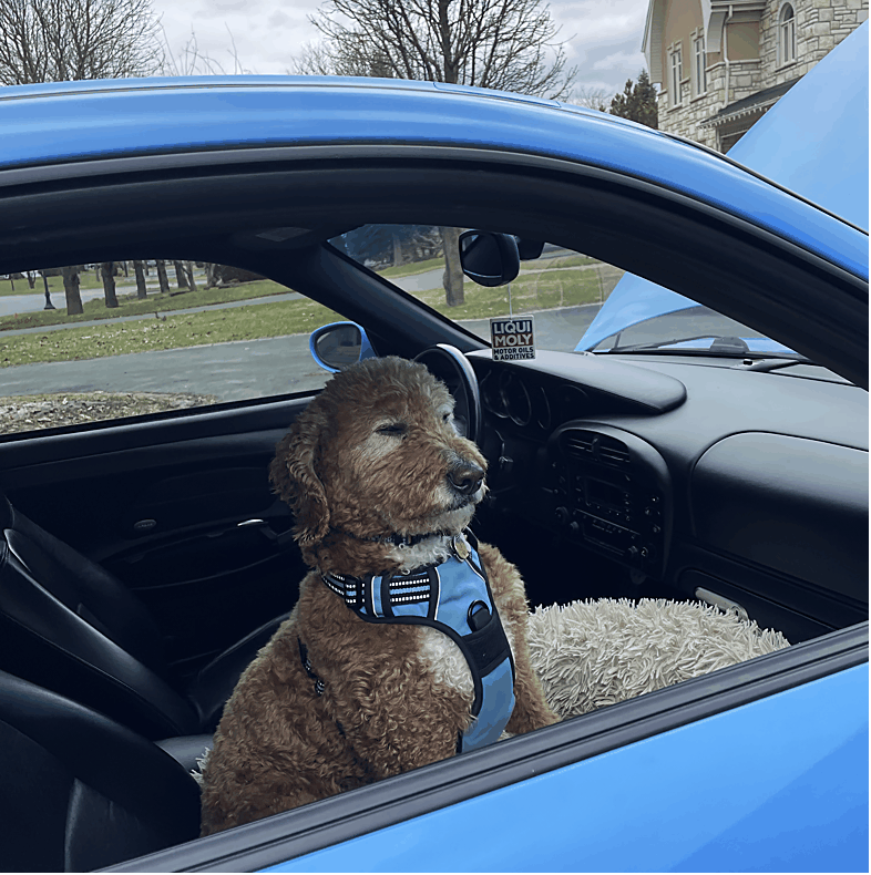 Rupert au volant / Rupert behind the wheel