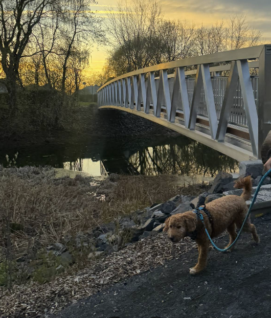 Chien en laisse près du pont au coucher de soleil